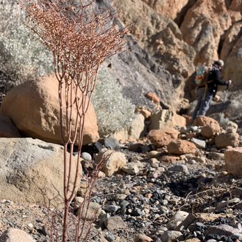 Ubehebe Crater - There are plants underneath the crater. This one dried up but it's so pretty - Parks Near Me - Death Valley, California Ubehebe Crater - There are plants underneath the crater. This one dried up but it's so pretty - Parks Near Me - Death Valley, California