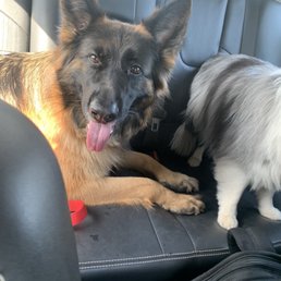 Happy dogs Happy dogs