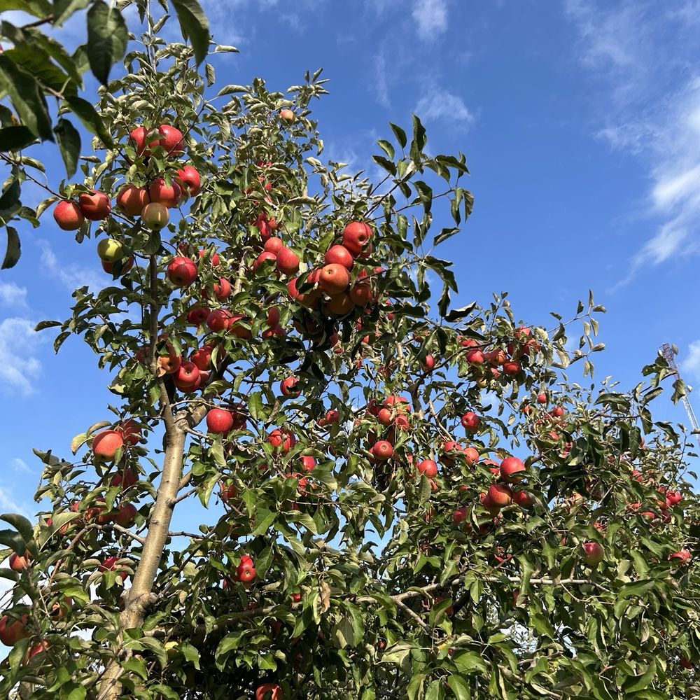 Apple - ののファーム DRILL INDEX - Apple Farm Service