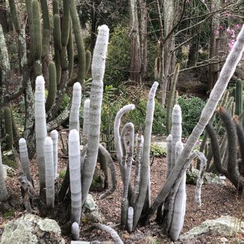 UC Botanical Garden at Berkeley - Interesting looking cacti - Botanical Gardens Near Me - Berkeley, California