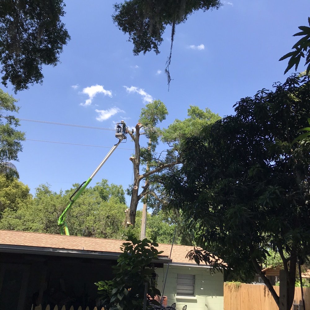 Harvey’s Tree Surgeons - Tree Services Near Me