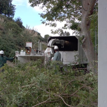 Bay Area Tree Care - Tree Services Near Me