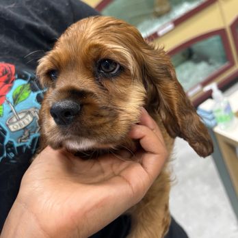 BLUE SKY PUPPIES - CLEARWATER - Updated April 2025 - 113 Photos & 29