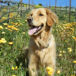 Paws-itively Pets Pet Sitting - Macey