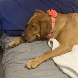 Daisy