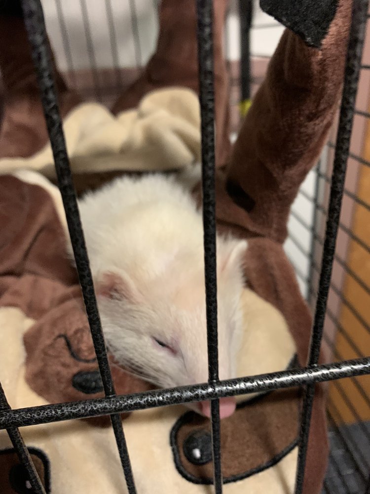 ANIMAL HOUSE Updated September 2024 13 Reviews 379 High St