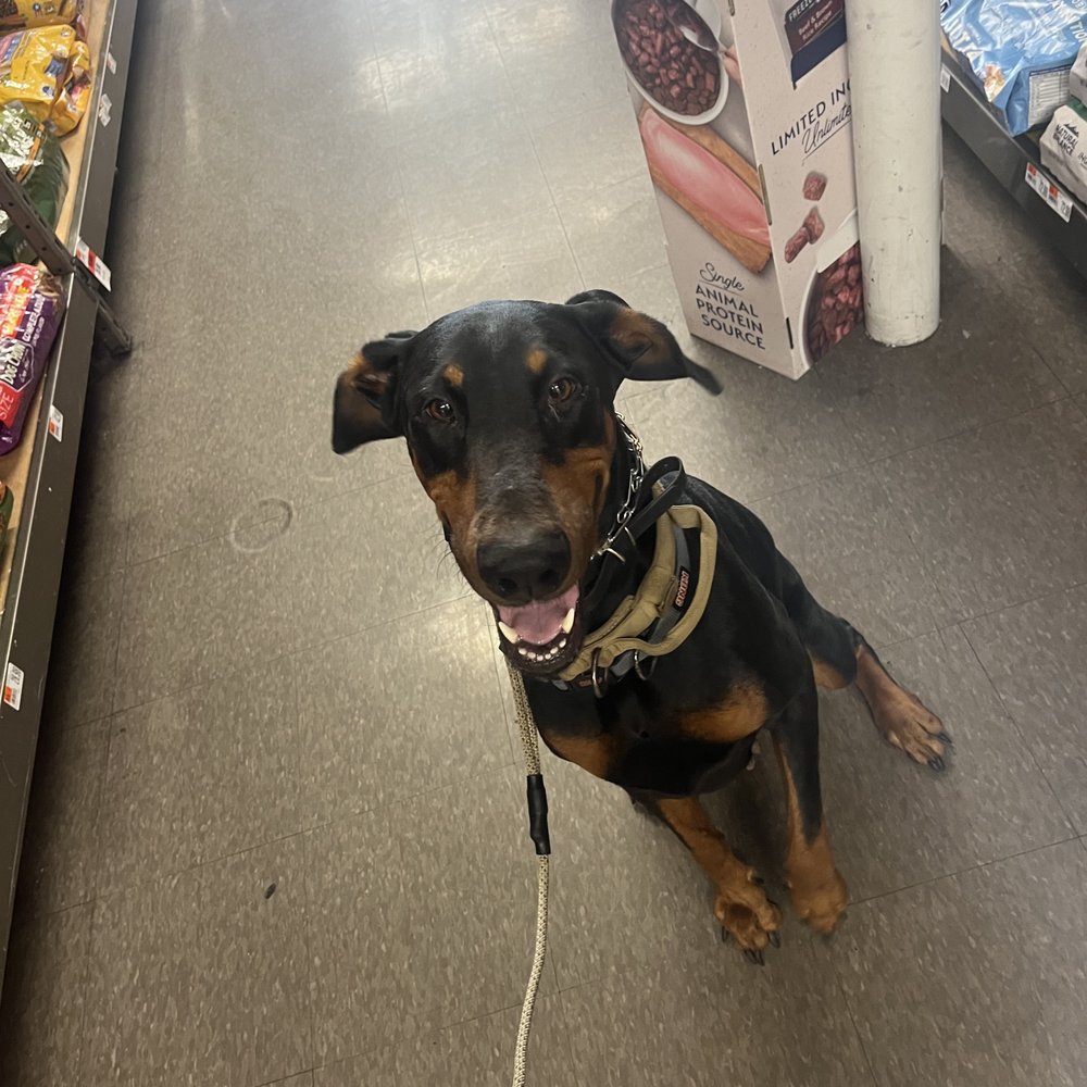 The Everyday Trainer - Athena socialized in a store with Hunter - Pet Training Near Me - Winter Springs, Florida The Everyday Trainer - Athena socialized in a store with Hunter - Pet Training Near Me - Winter Springs, Florida