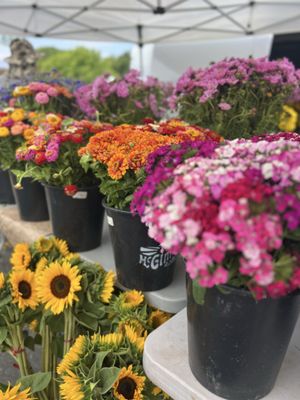Napa Farmers Market by null