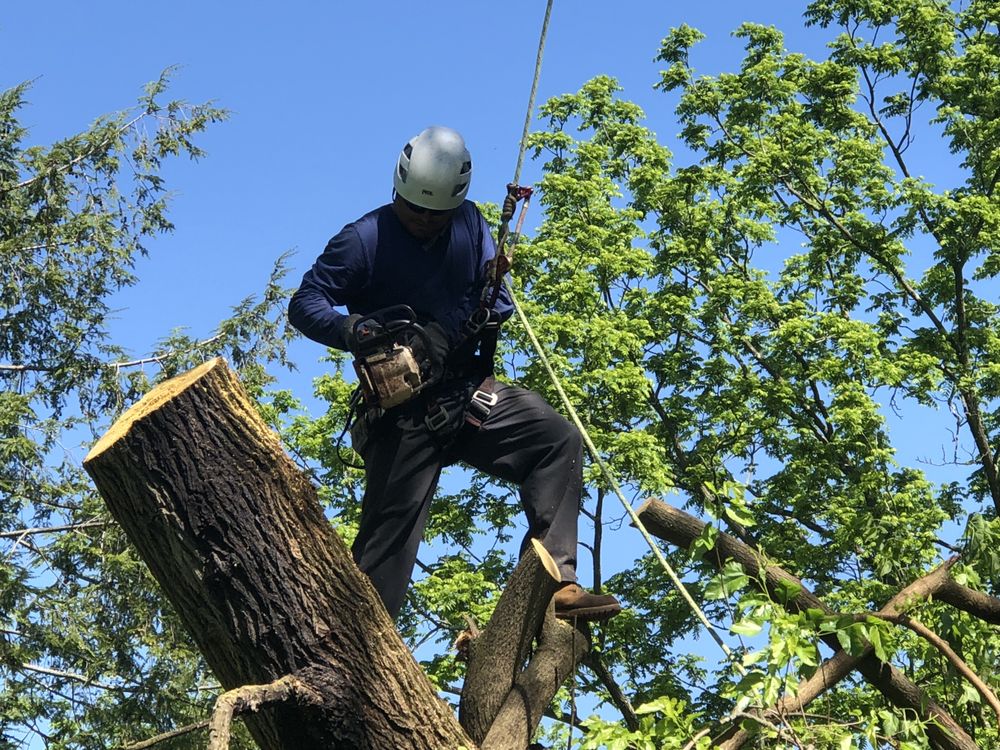 THE TREE GUY 71 Photos Tree Services Hamilton Township, NJ