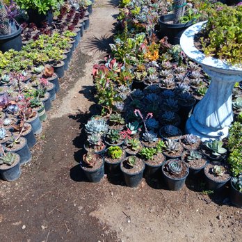 Vazquez Nursery - Nurseries & Gardening Near Me - Huntington Beach, California