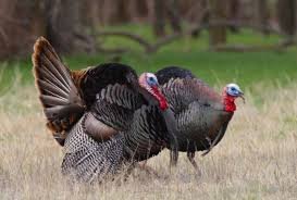 NatVest - property management company in Montgomery, AL