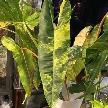 Plantpacity - Nurseries & Gardening Near Me - Portland, Oregon