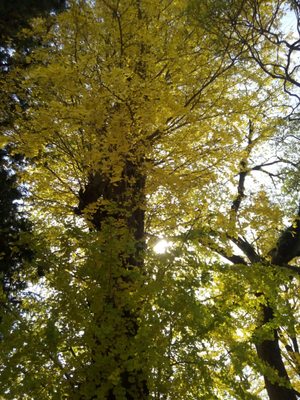 Naritasan Park by null