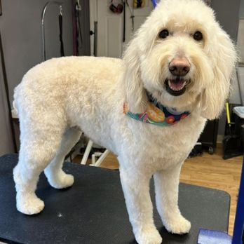 Jillian The Groomer - Willow grooming with Jillian - Pet Groomers Near Me - Aurora, Oregon