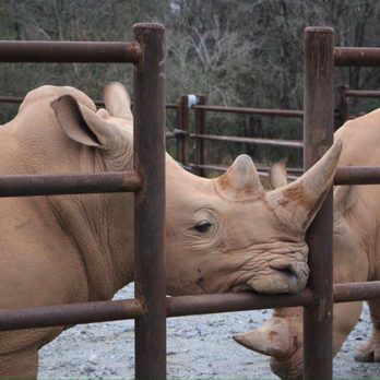 Georgia Safari Conservation Park - Rhino's - Zoos Near Me - Madison, Georgia