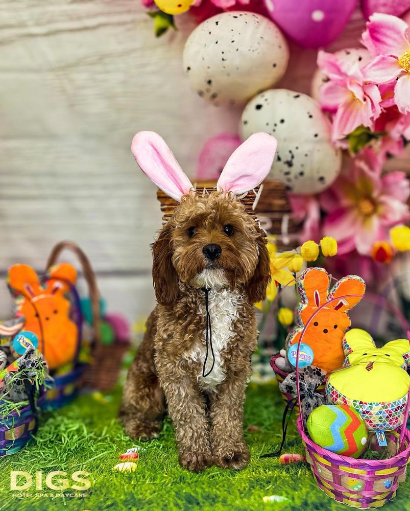 Digs Hotel Spa & Daycare - pet boarding facility in Brooklyn, NY