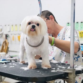 Cuddly Critters - Patiently waiting for my groomer to finish. - Pet Groomers Near Me - Orlando, Florida Cuddly Critters - Patiently waiting for my groomer to finish. - Pet Groomers Near Me - Orlando, Florida
