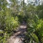 Photo of The Longleaf Pine Greenway Trail