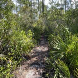 The Longleaf Pine Greenway Trail