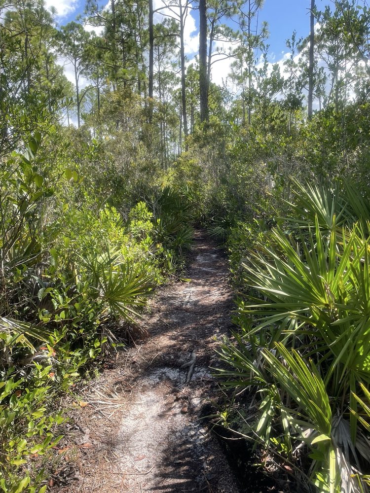 The Longleaf Pine Greenway Trail Logo