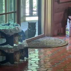 The other friendly cat! pictured is the sunroom of the house.