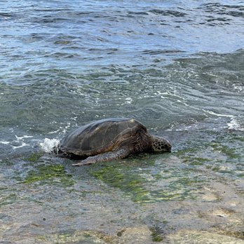 Turtle Beach - How close they were - Beaches Near Me - Haleiwa, Hawaii