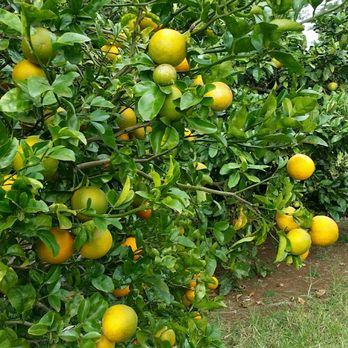 O'o Farms - Mmmm citrus galore - Food Tours Near Me - Kula, Hawaii O'o Farms - Mmmm citrus galore - Food Tours Near Me - Kula, Hawaii