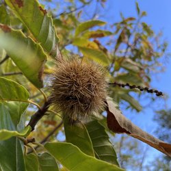 Skyline Chestnuts Orchard