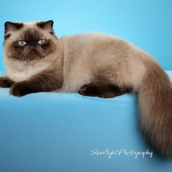 Cherrybirdie Cattery