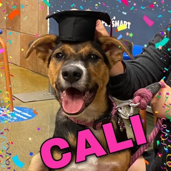 PetSmart - Pet Training Near Me - Huntington Beach, California