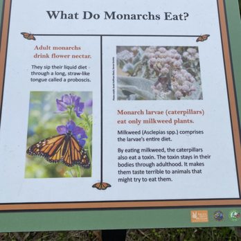 Monarch Grove Sanctuary - Parks Near Me - Pacific Grove, California Monarch Grove Sanctuary - Parks Near Me - Pacific Grove, California