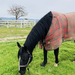Monterey County Equine - D'jango