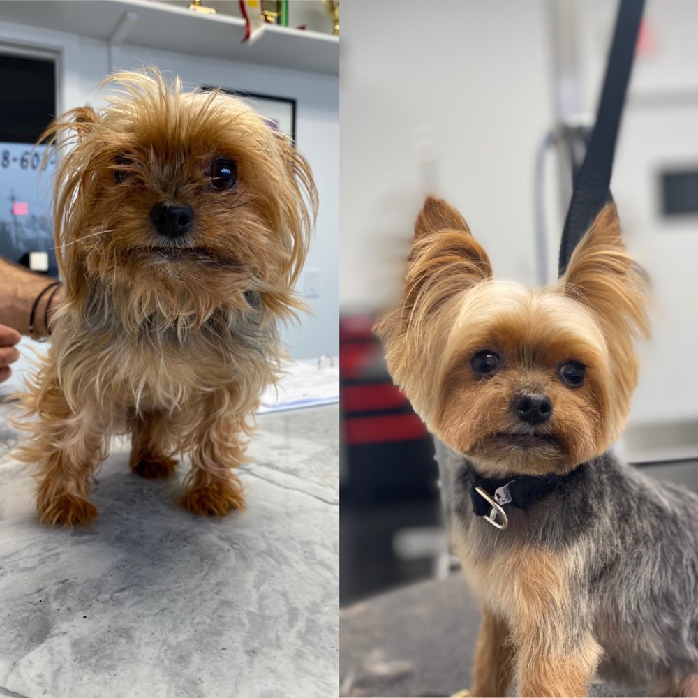 NOVI GROOMING Pet Groomers at 6558 Joliet Rd, Countryside, Illinois