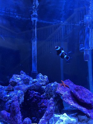 Aquarium Designs