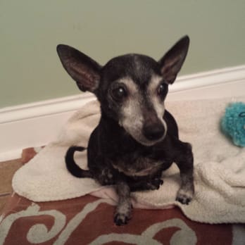 DOGS ARE AWESOME Pet Sitting Services - Onyx - Pet Sitting Near Me