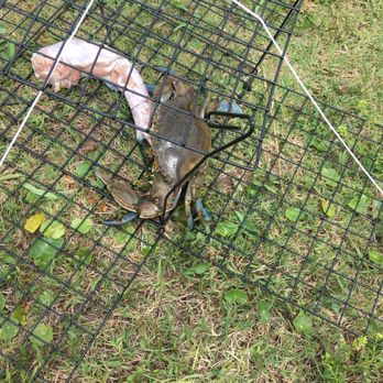 hatteras sands campground - Crabs! - Campgrounds Near Me - Hatteras, North Carolina