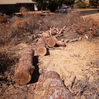 Danny's Tree & Landscaping - a pile of cut down trees - Tree Services Near Me Danny's Tree & Landscaping - a pile of cut down trees - Tree Services Near Me