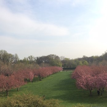 Brooklyn Botanic Garden - A view of cherry blossom from the hill - Botanical Gardens Near Me - Brooklyn, New York
