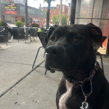 Of Love & Regret - Dog friendly patio! Rosie says hey.. - Gastropubs Near Me - Baltimore, Maryland Of Love & Regret - Dog friendly patio! Rosie says hey.. - Gastropubs Near Me - Baltimore, Maryland