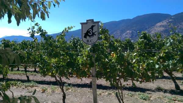 Crowsnest Vineyards by null