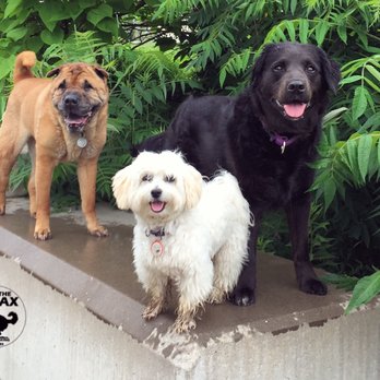 To The Max - This crew is ready for fun. - Dog Walkers Near Me To The Max - This crew is ready for fun. - Dog Walkers Near Me