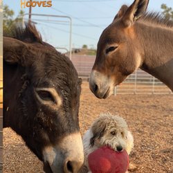 Happy Hooves