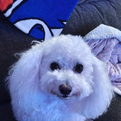 Paw Paws Pet Shop & Boutique