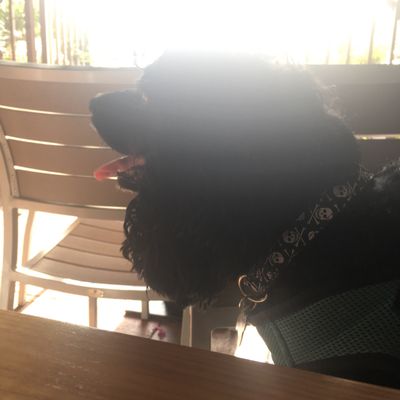 Lime Fresh Mexican Grill by null