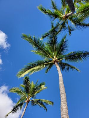 Kapiʻolani Regional Park by null