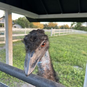 Alaska Farms - Emu eyeing my bag of feed - Yoga Near Me - Orlando, Florida Alaska Farms - Emu eyeing my bag of feed - Yoga Near Me - Orlando, Florida
