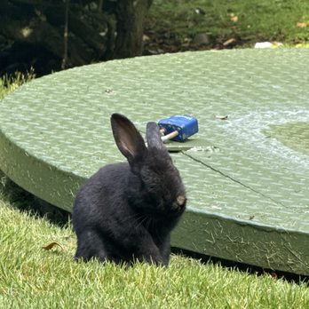 Tolovana Inn - Tons of beautiful wildlife including roaming bunnies! - Hotels Near Me - Cannon Beach, Oregon