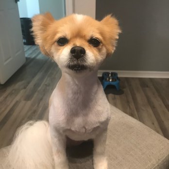 Very Important Paws - THEY CUT THE ENTIRE MANE OFF MY BABY! Her confidence is GONE! - Pet Groomers Near Me - West Palm Beach, Florida Very Important Paws - THEY CUT THE ENTIRE MANE OFF MY BABY! Her confidence is GONE! - Pet Groomers Near Me - West Palm Beach, Florida