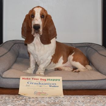 Make Your Dog Happy - This is Walter a recent graduate. - Pet Training Near Me - Manchester, New Hampshire Make Your Dog Happy - This is Walter a recent graduate. - Pet Training Near Me - Manchester, New Hampshire