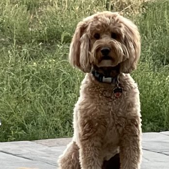 The Divine Canine - Oakley - Pet Sitting Near Me - Louisville, Colorado The Divine Canine - Oakley - Pet Sitting Near Me - Louisville, Colorado